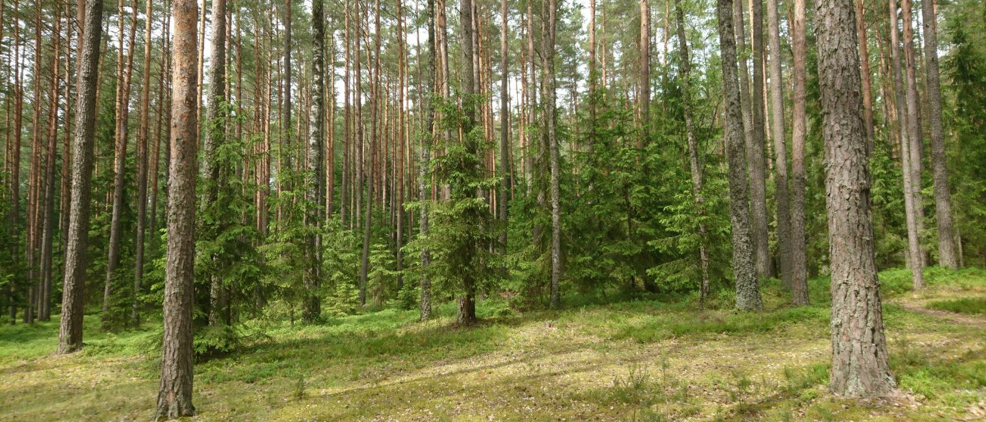 Estravel kelionių agentūra